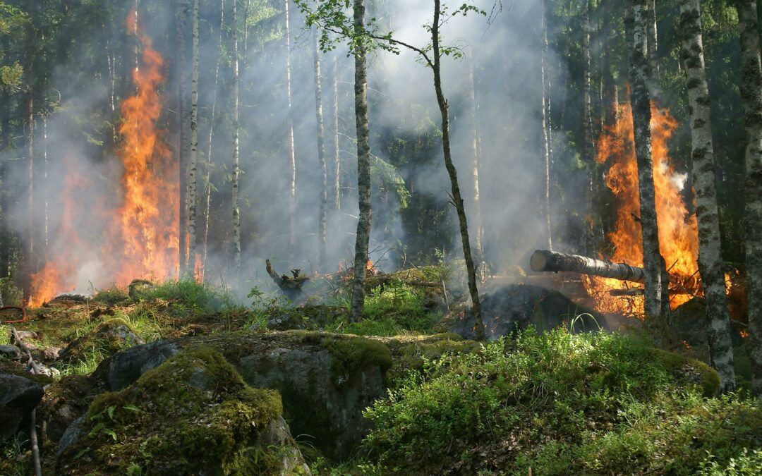 Cartographies des impacts des feux de forêts sur les vignobles du Var